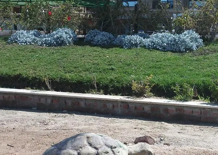 Turtles *