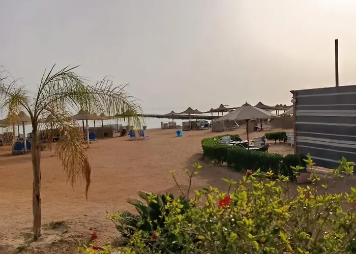 Turtles * الغردقة